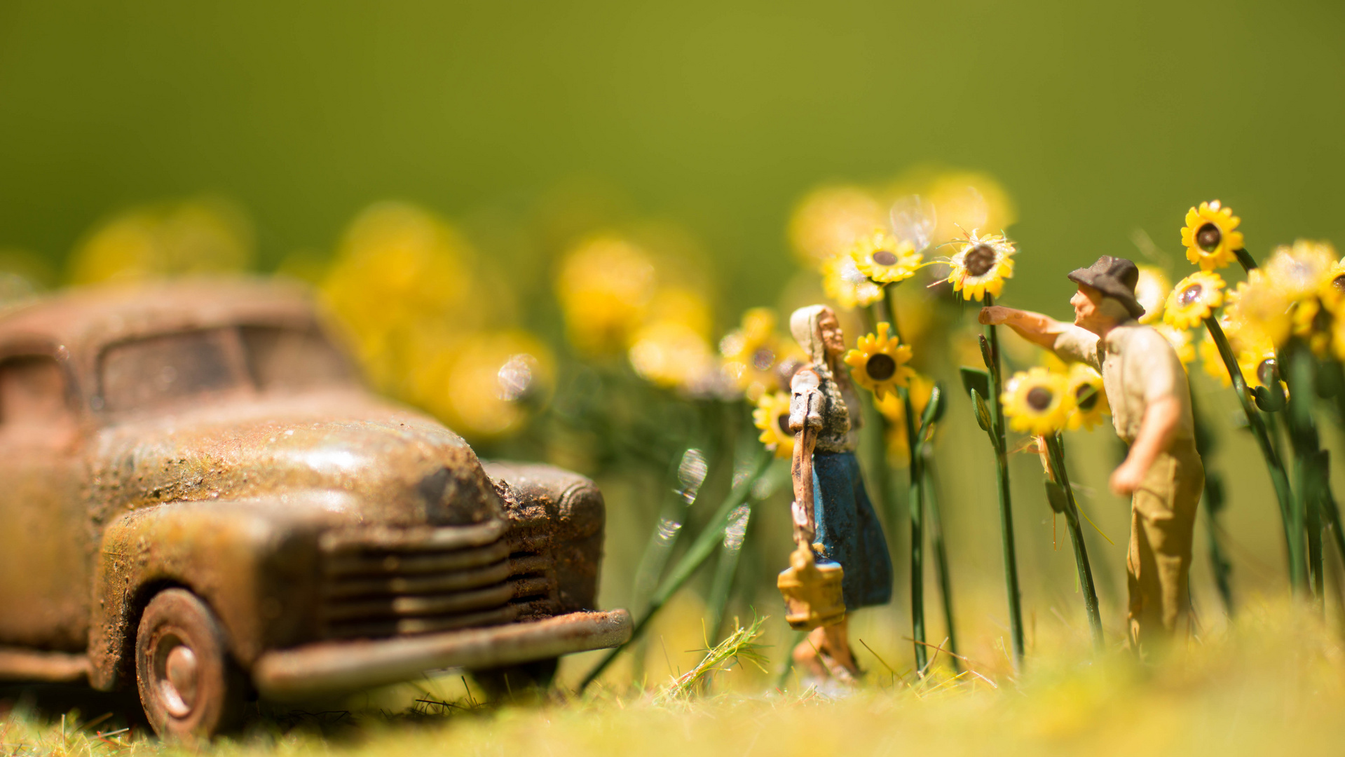 Sonnenblumen 