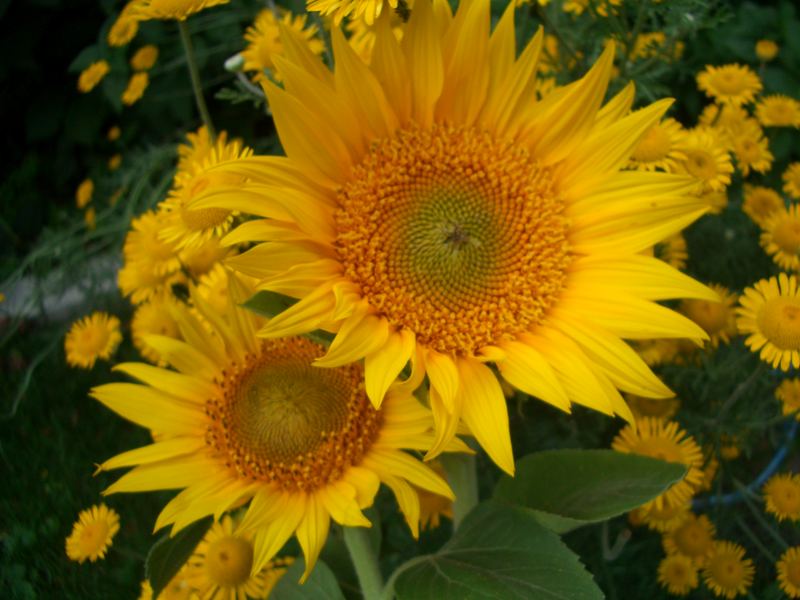 Sonnenblumen