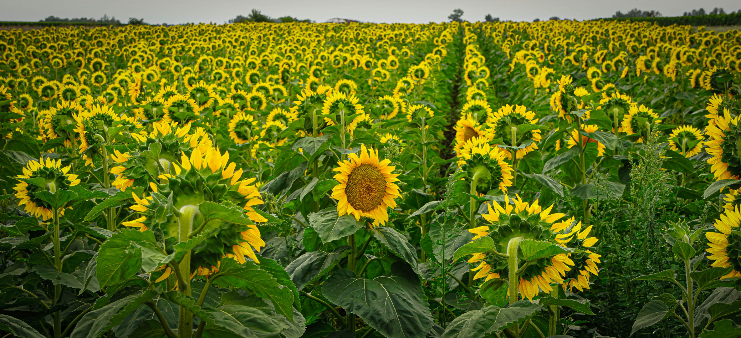 Sonnenblumen 