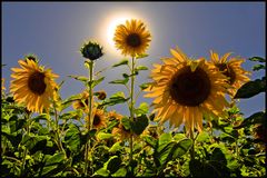 Sonnenblumen