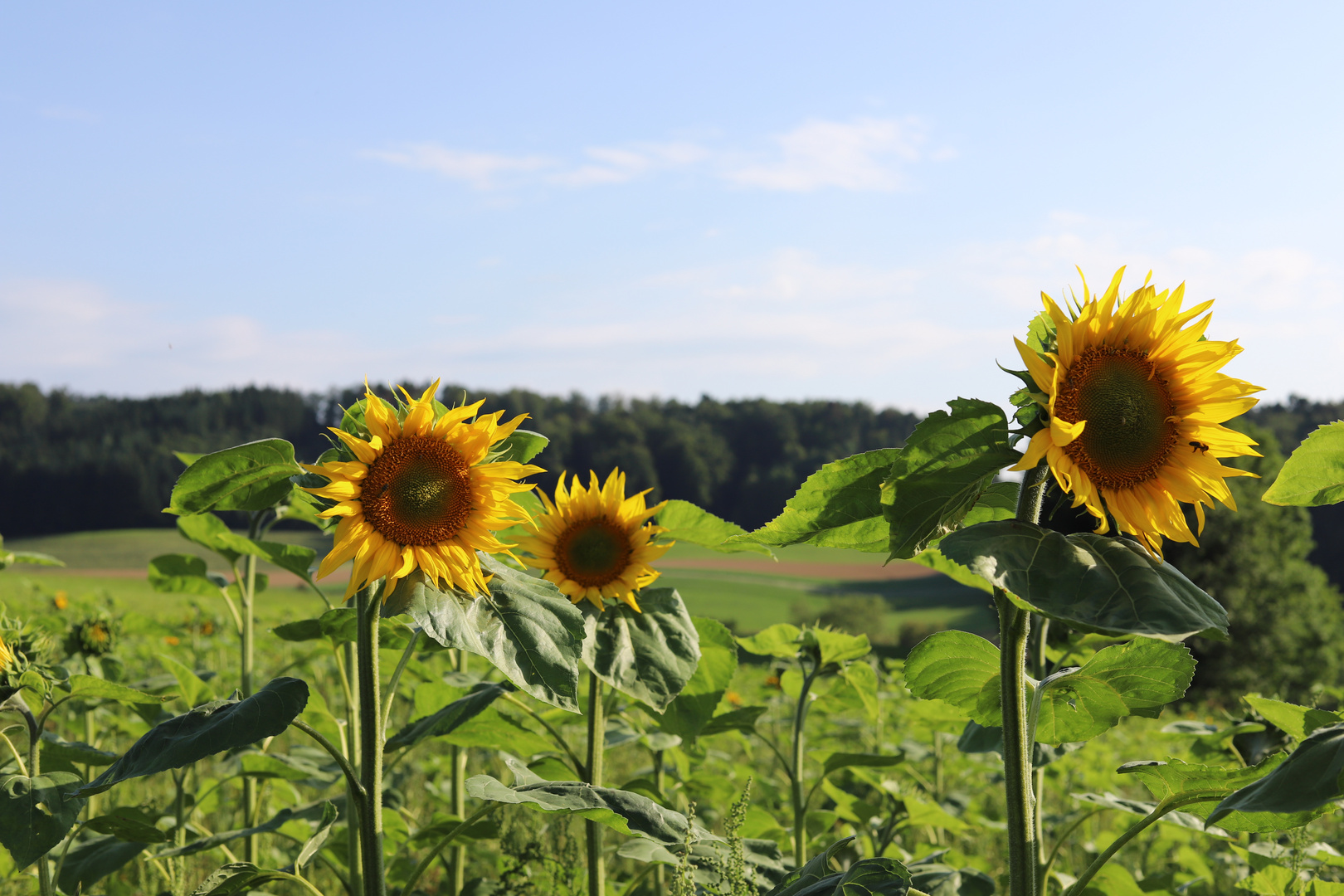 Sonnenblumen