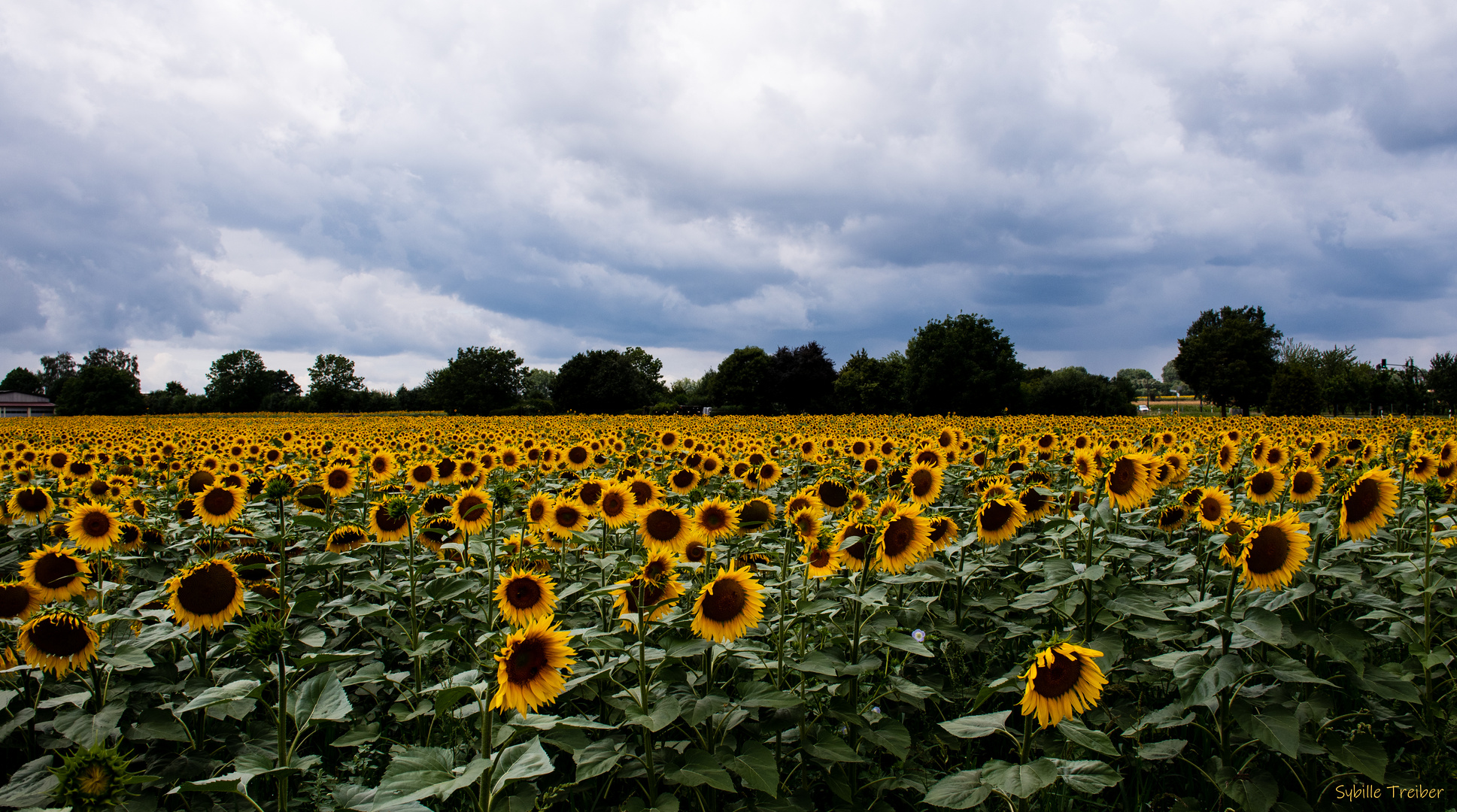 Sonnenblumen (fast) soweit das Auge reicht