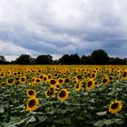 Sonnenblumen (fast) soweit das Auge reicht