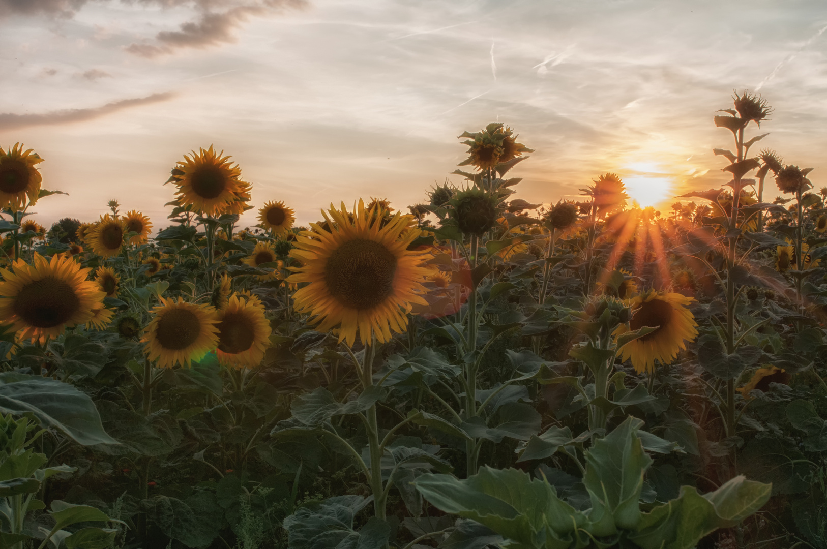 Sonnenblumen