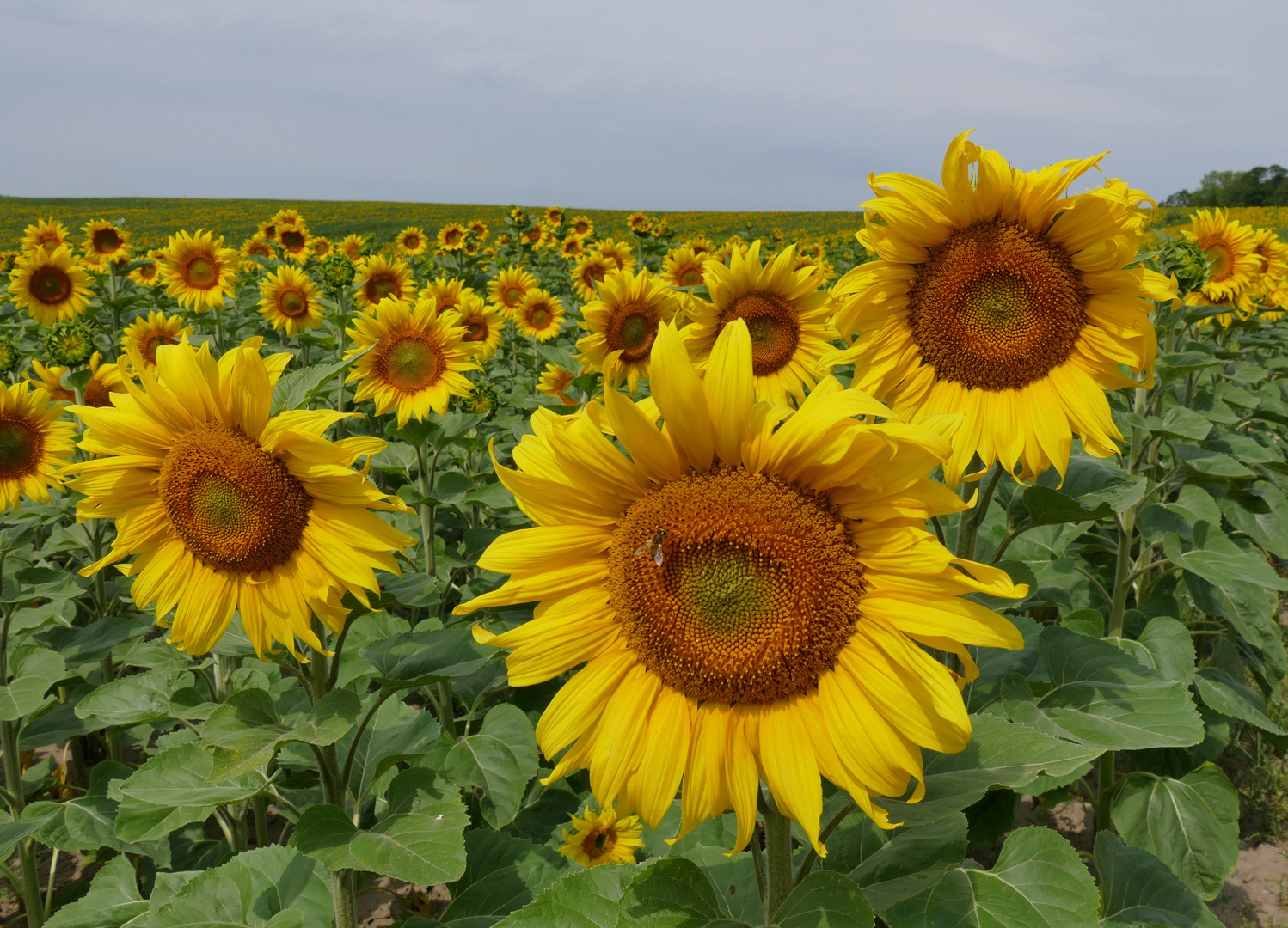 Sonnenblumen