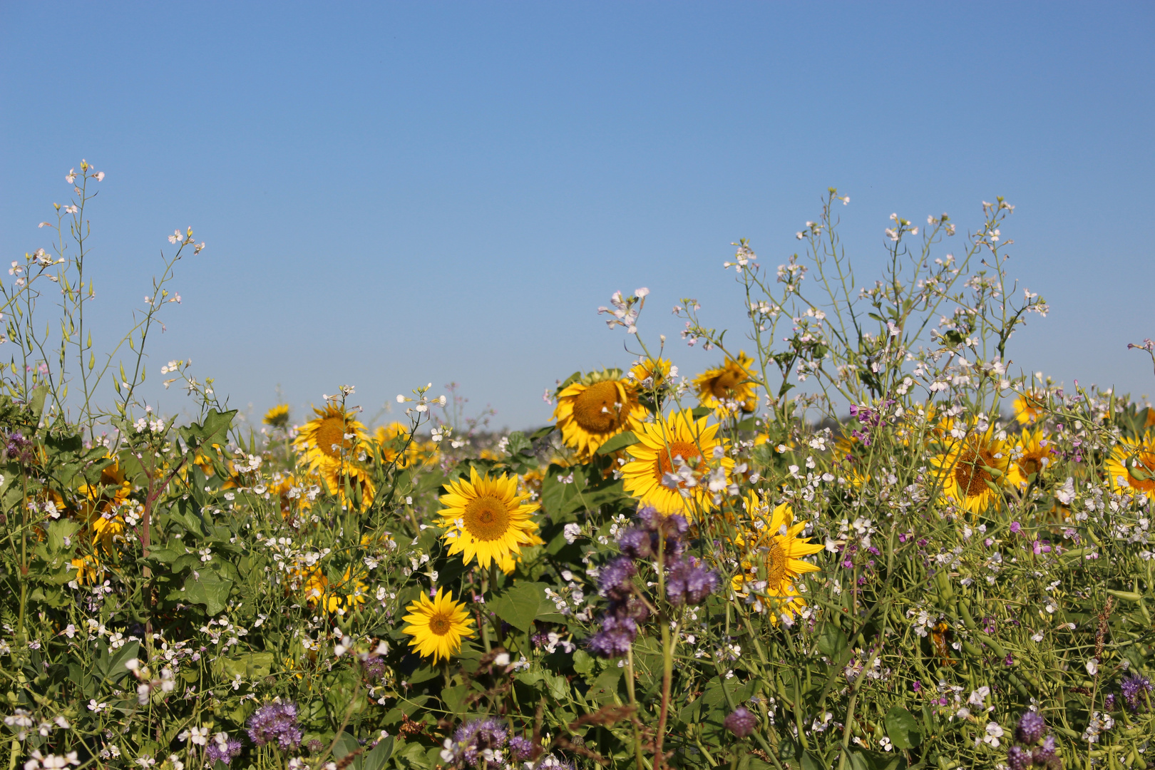 Sonnenblumen 