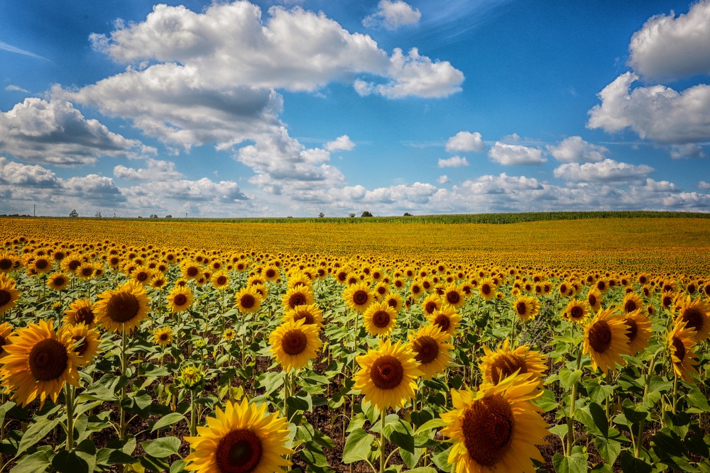 Sonnenblumen 