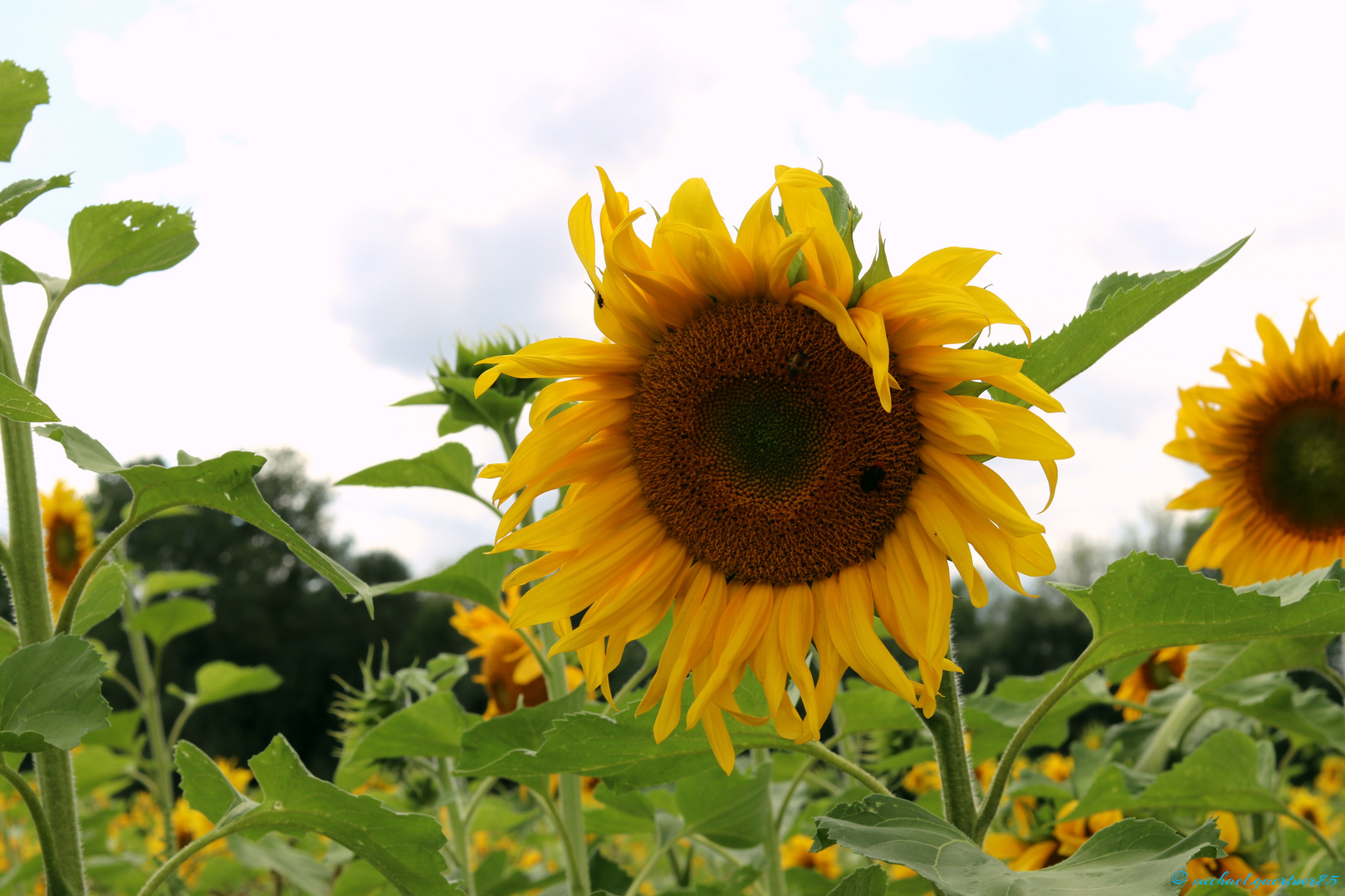 Sonnenblumen Feld