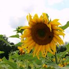 Sonnenblumen Feld