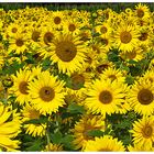 Sonnenblumen - Feld