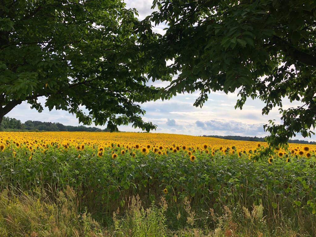  Sonnenblumen Feld