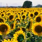 Sonnenblumen Feld