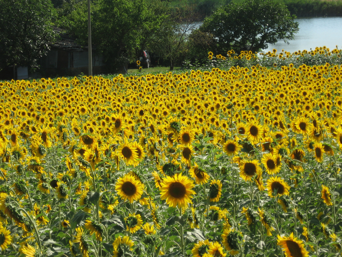 Sonnenblumen-Feld