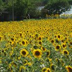 Sonnenblumen-Feld