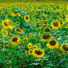 Sonnenblumen-Feld