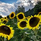 Sonnenblumen Feld