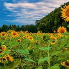 Sonnenblumen Feld 