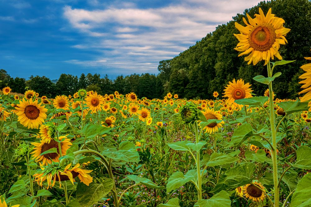 Sonnenblumen Feld 