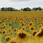 Sonnenblumen-Feld