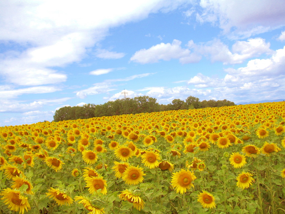 SonnenBlumen Feld