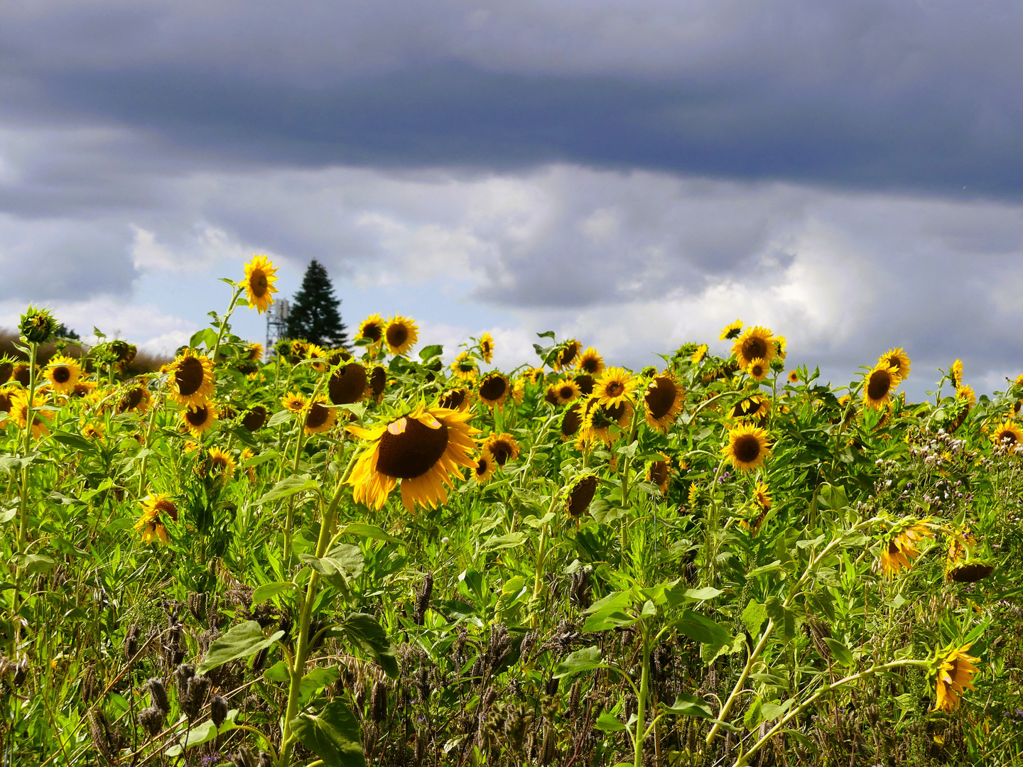 Sonnenblumen - Feld