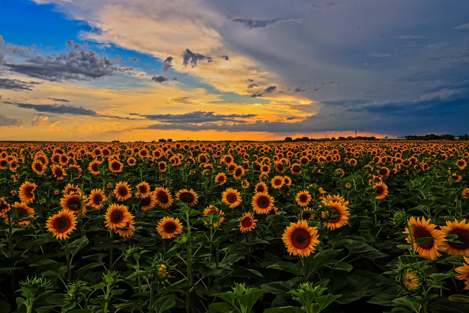 SONNENBLUMEN FELD. Foto & Bild pflanzen, pilze & flechten, blüten