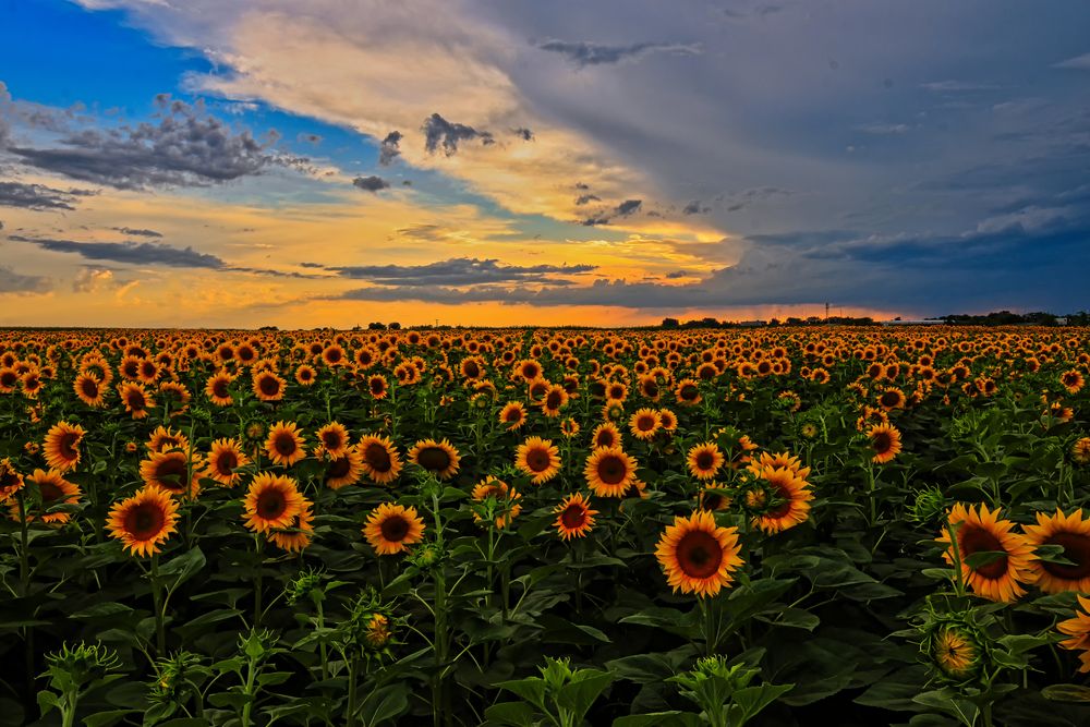 SONNENBLUMEN FELD. Foto & Bild | pflanzen, pilze & flechten, blüten