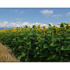 Sonnenblumen Feld