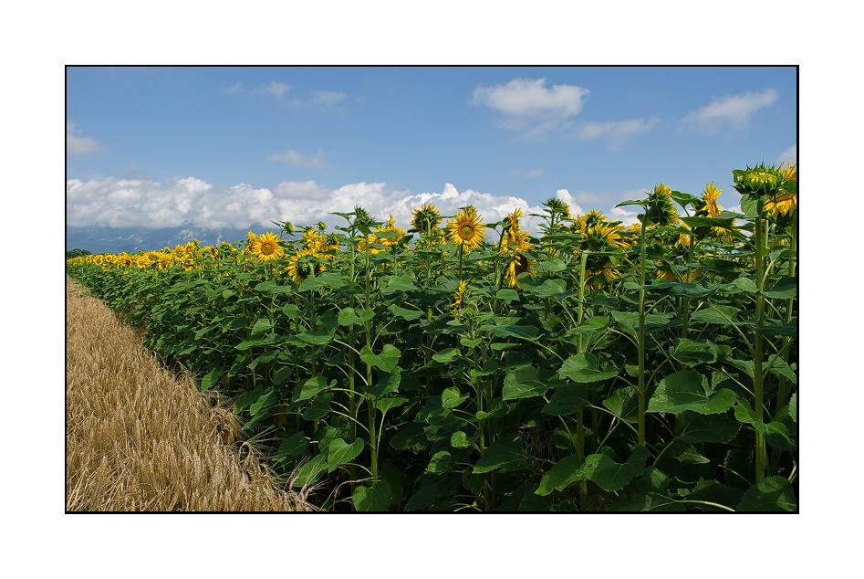 Sonnenblumen Feld