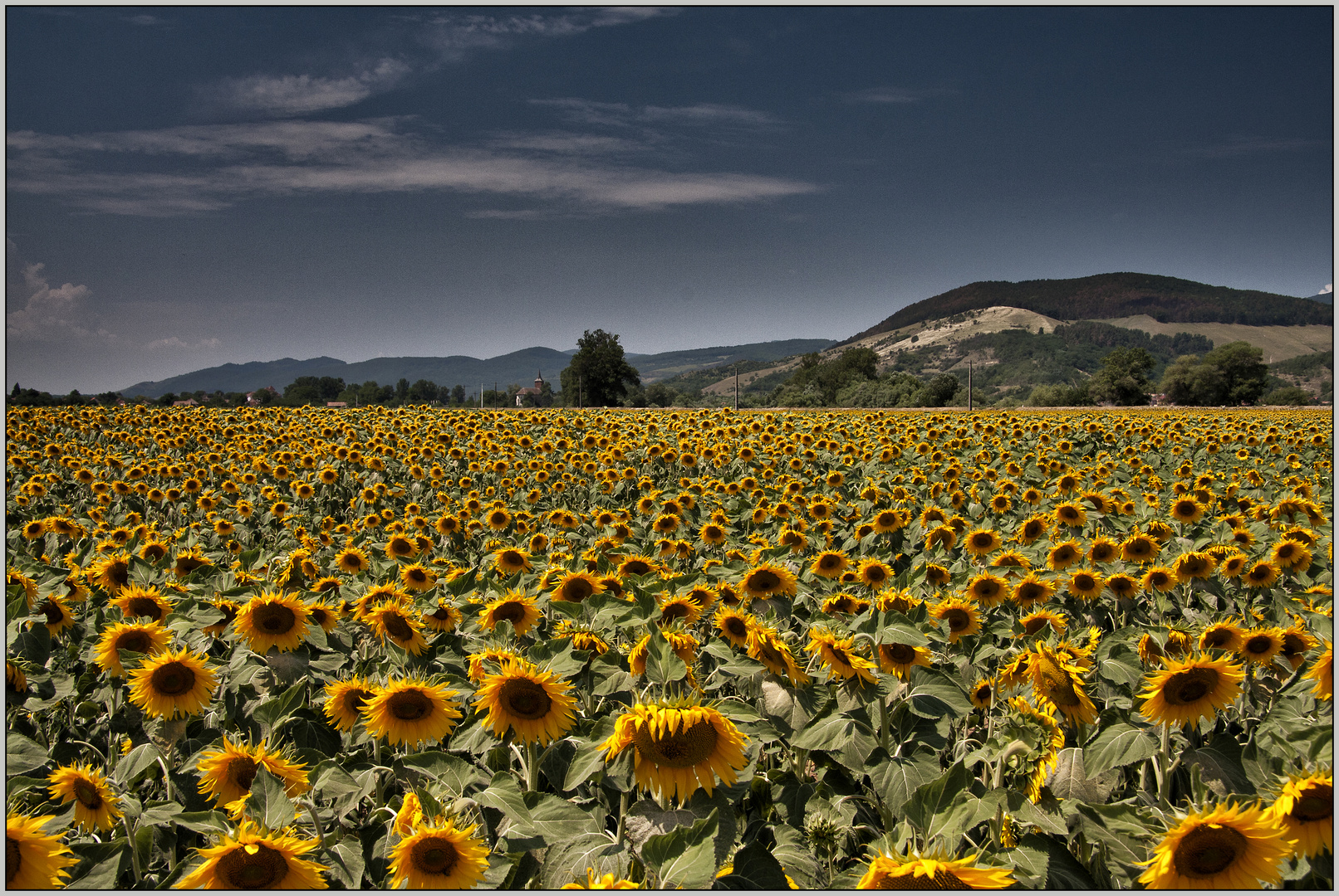 Sonnenblumen Feld.