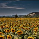 Sonnenblumen Feld.