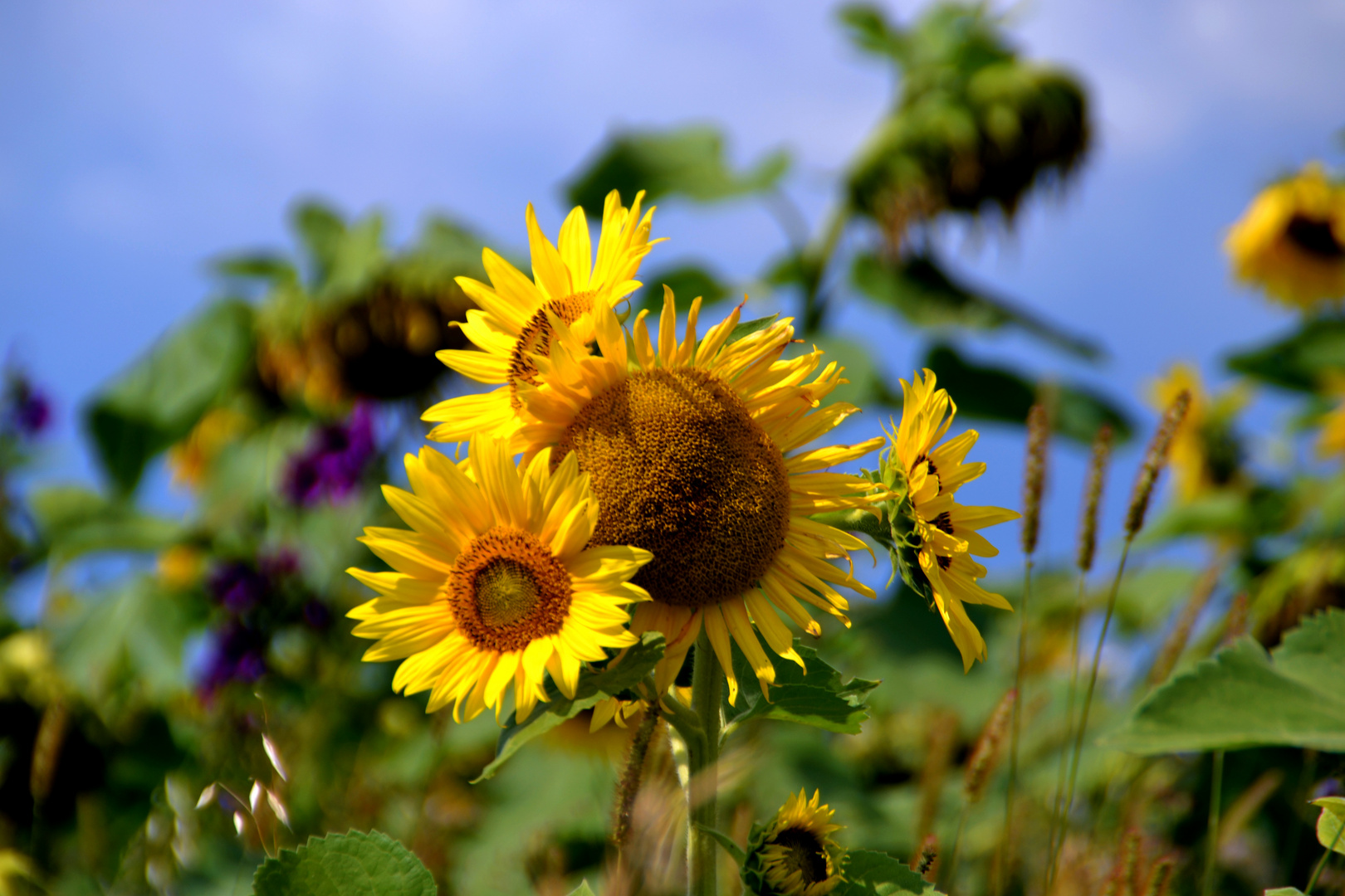 Sonnenblumen - Feld