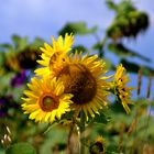 Sonnenblumen - Feld