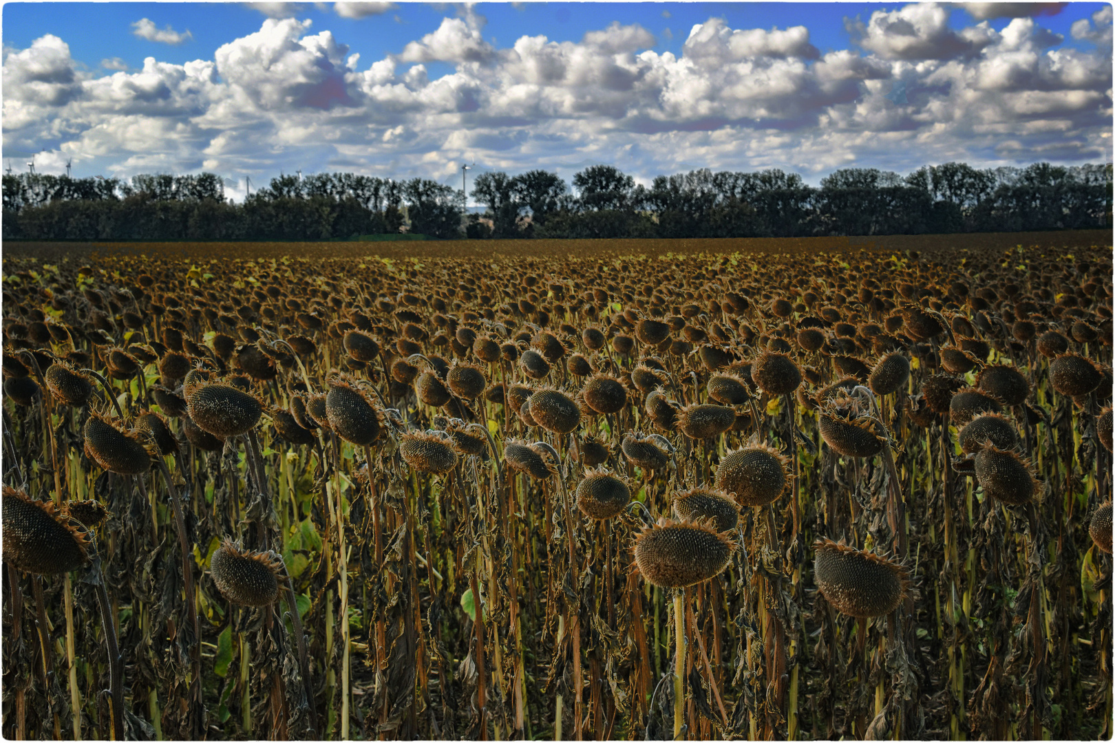 Sonnenblumen Feld