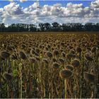 Sonnenblumen Feld