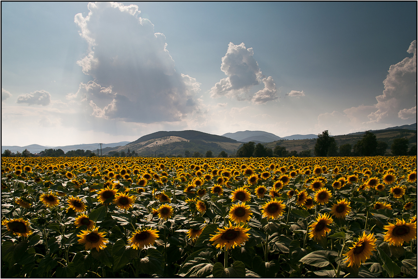 Sonnenblumen Feld