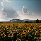 Sonnenblumen Feld