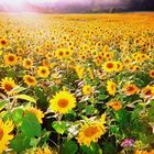 Sonnenblumen Feld am Benther Berg