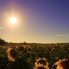 Sonnenblumen Feld :)