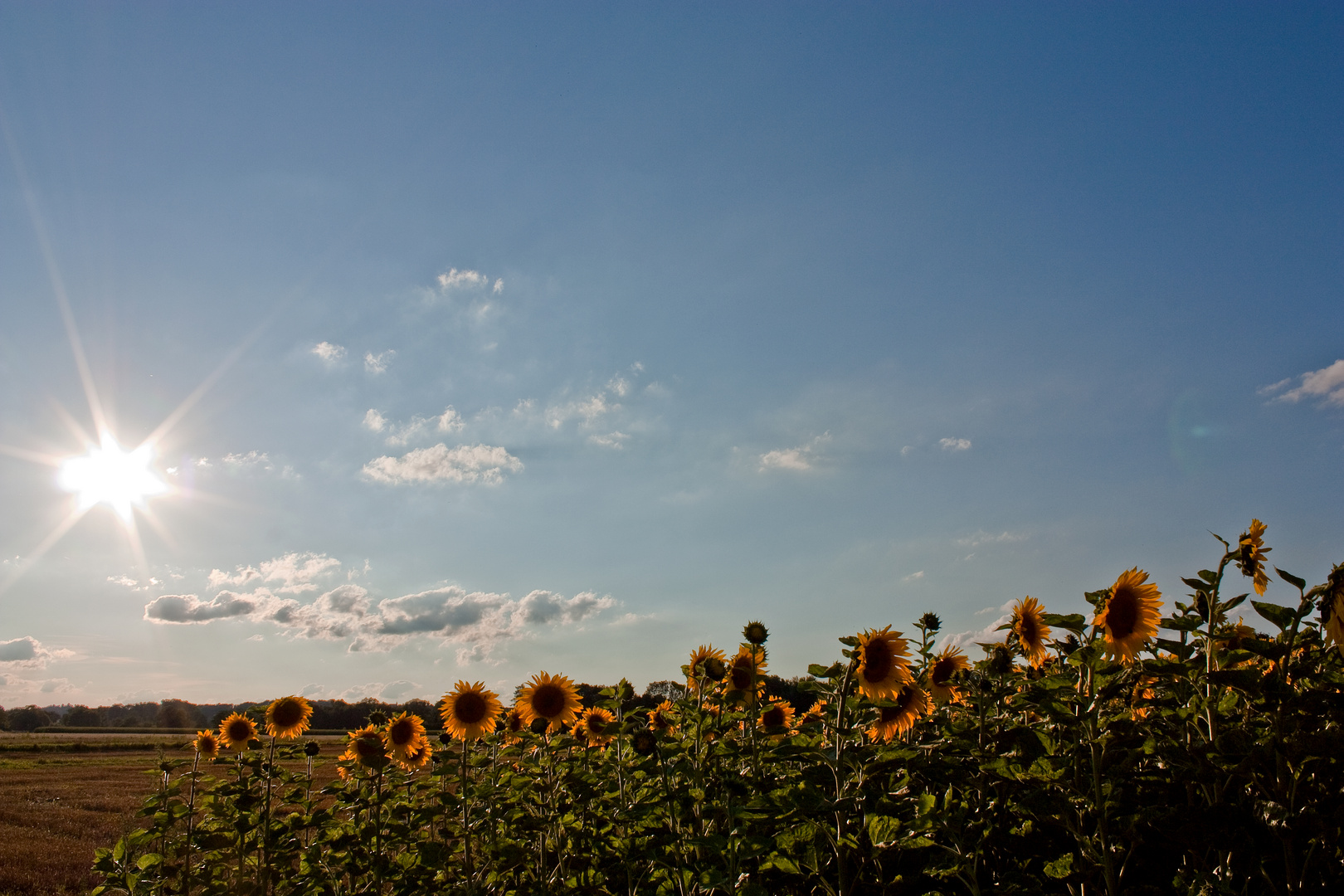 Sonnenblumen Feld