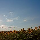 Sonnenblumen Feld