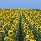 Sonnenblumen Feld