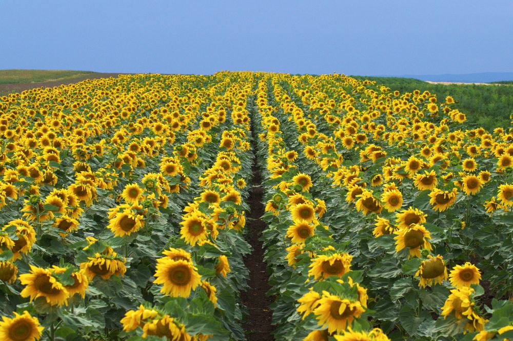 Sonnenblumen Feld