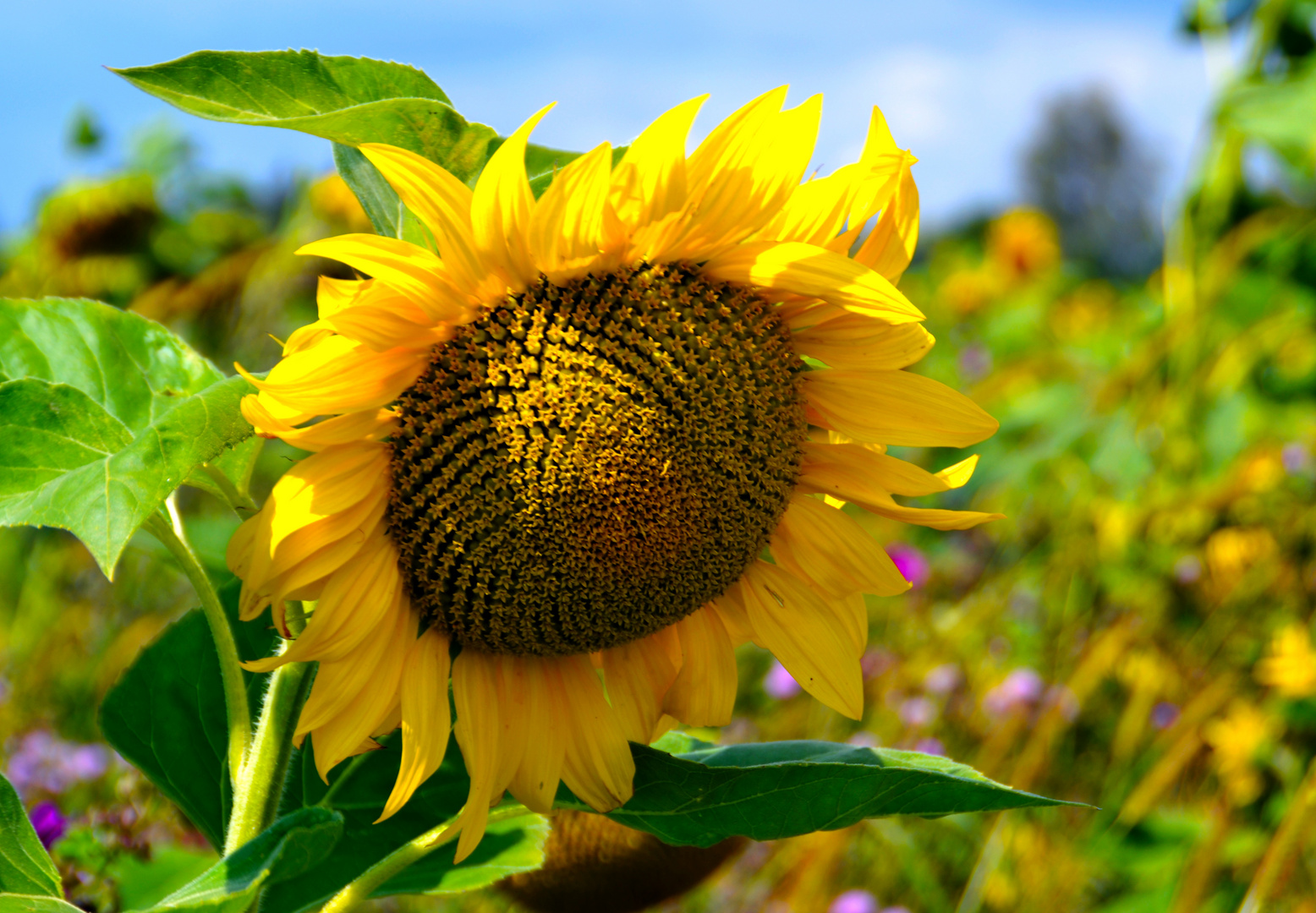 Sonnenblumen - Feld II