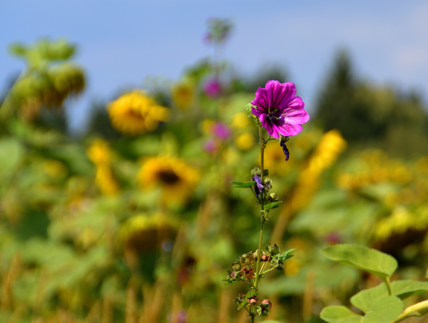 Sonnenblumen - Feld III