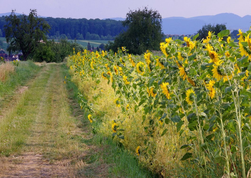 Sonnenblumen-Feldrain