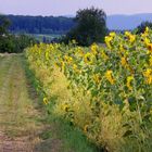 Sonnenblumen-Feldrain