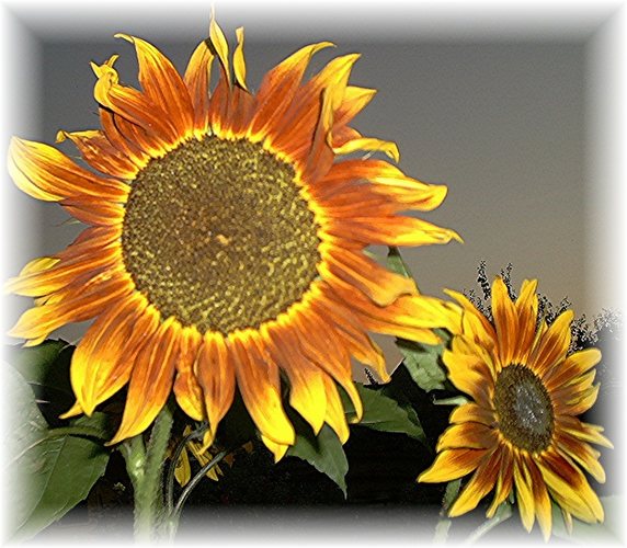 Sonnenblumen