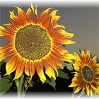 Sonnenblumen