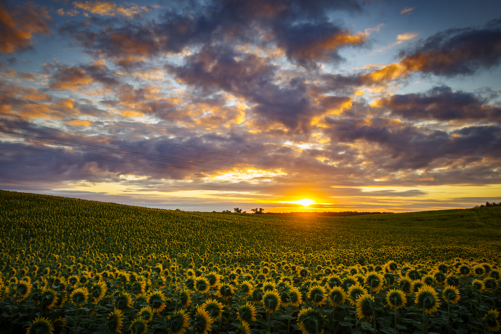 Sonnenblumen fiebern dem Sonnenaufgang entgegen